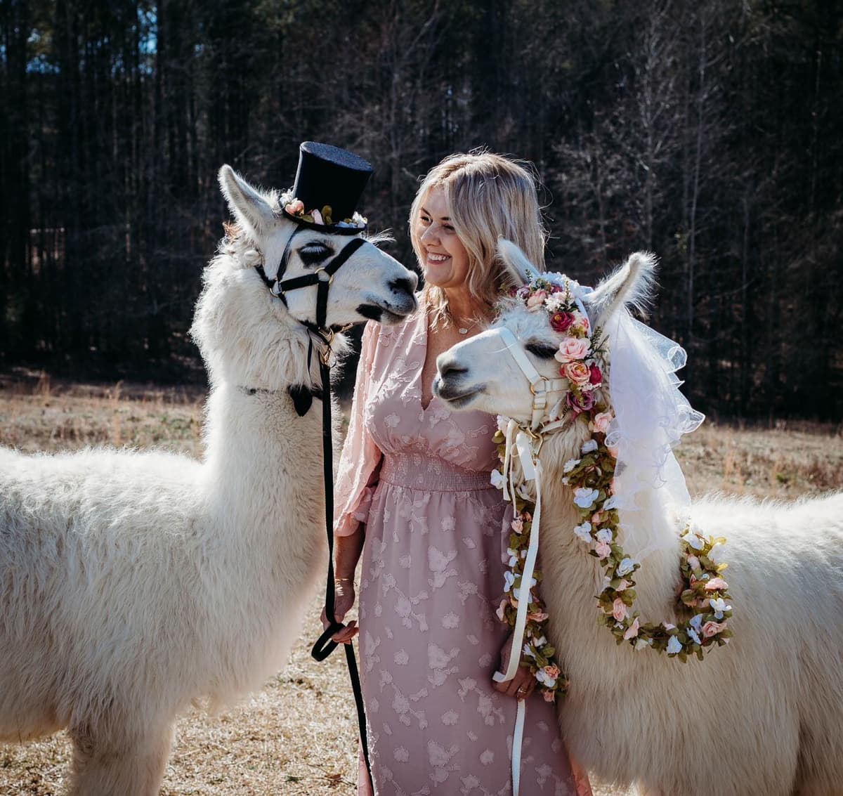 Wedding llamas at Redbird Willow Farm with Michelle Hornsby